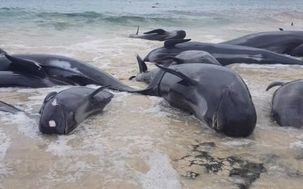 gestrande walvissen Sri Lanka