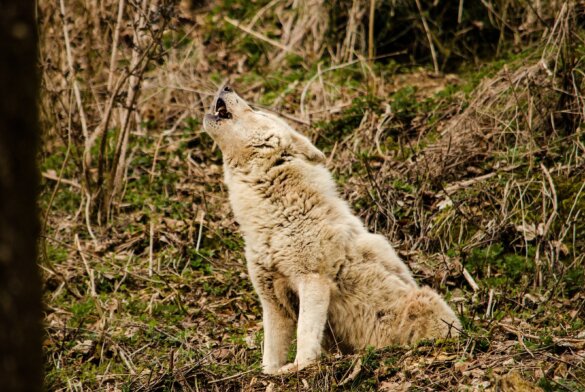 Grijze wolf verliest beschermde status