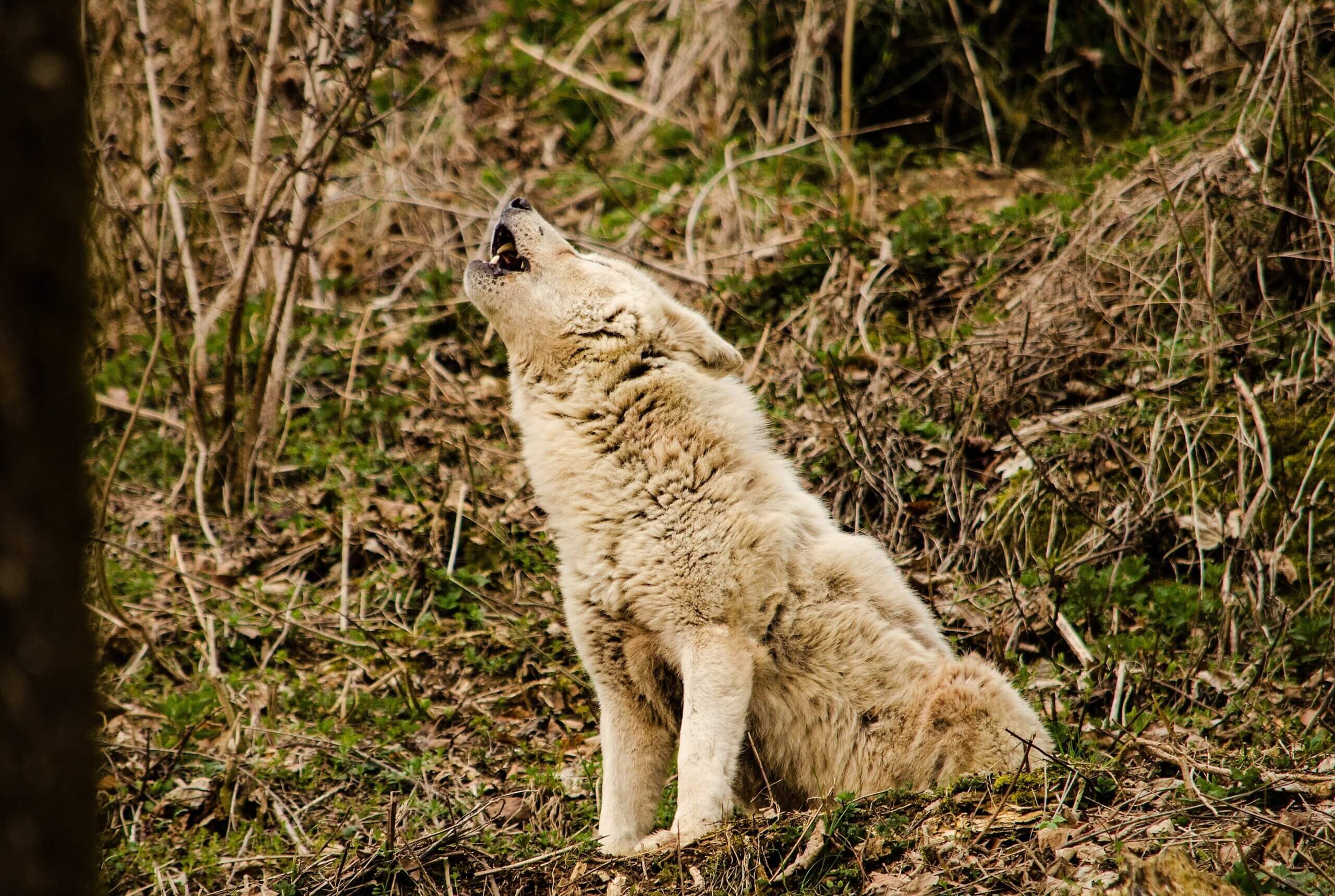 Nieuwe grijze wolvenfamilie in Oregon