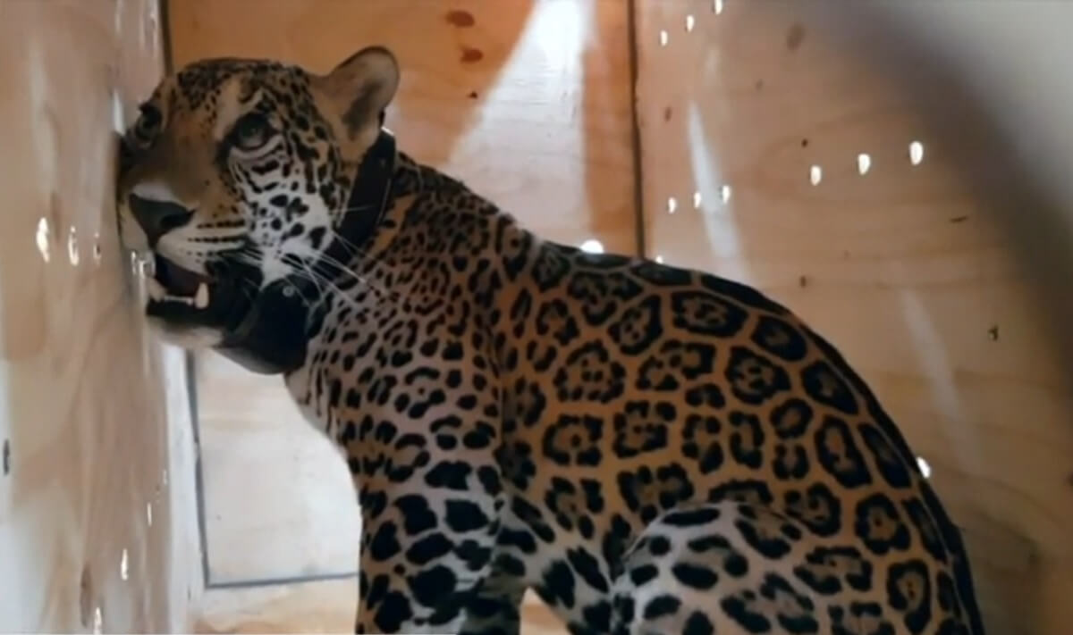 Jaguar Covi
