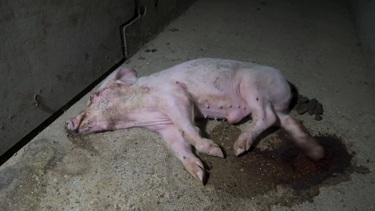 gruwelijk varkensleed in Spanje