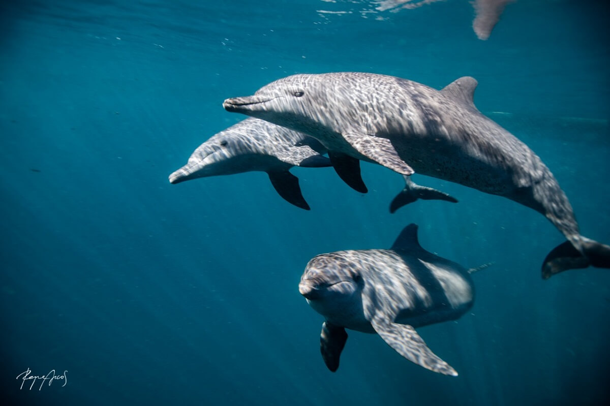 drie dolfijnen