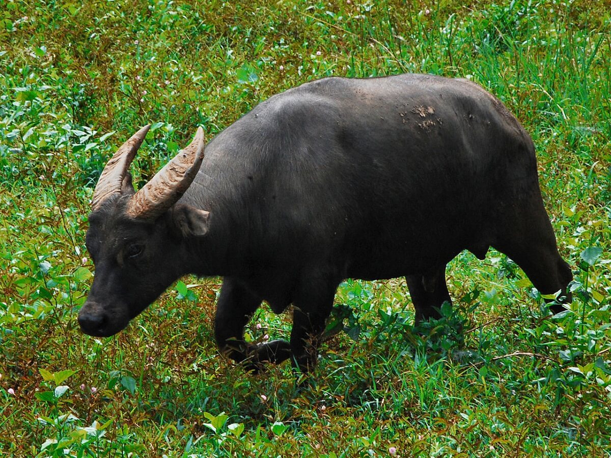 buffelmest schrikt terrorhorzel Vespa soror af