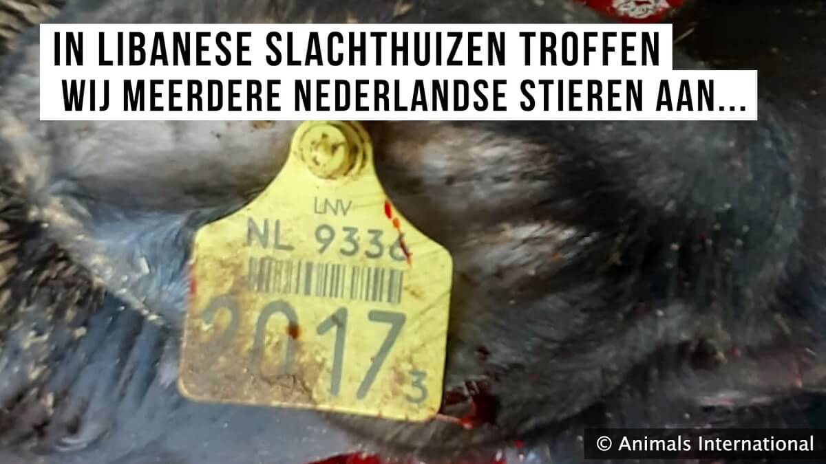 Nederlands vee naar horrorslachthuizen Libië en Libanon