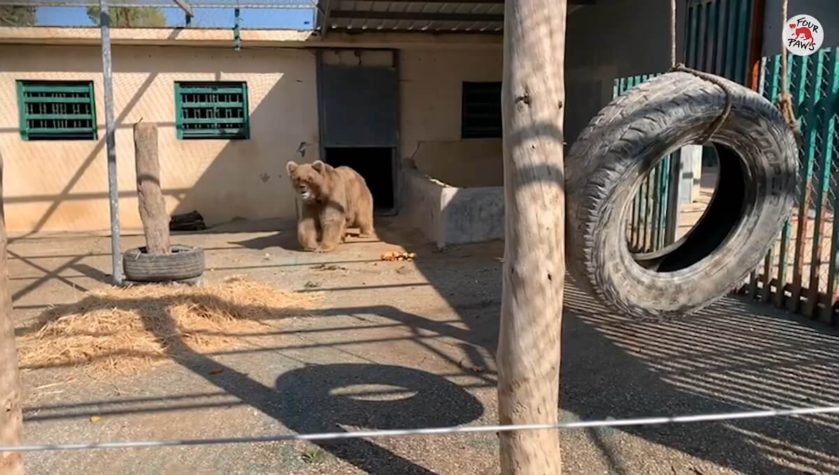 Marghazar Zoo sluit voorgoed na redding beren Suzie en Bubloo