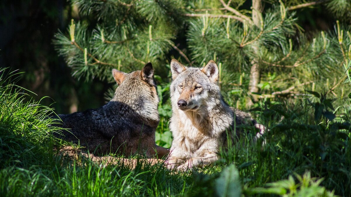 Noorse en Finse wolven van jacht gered