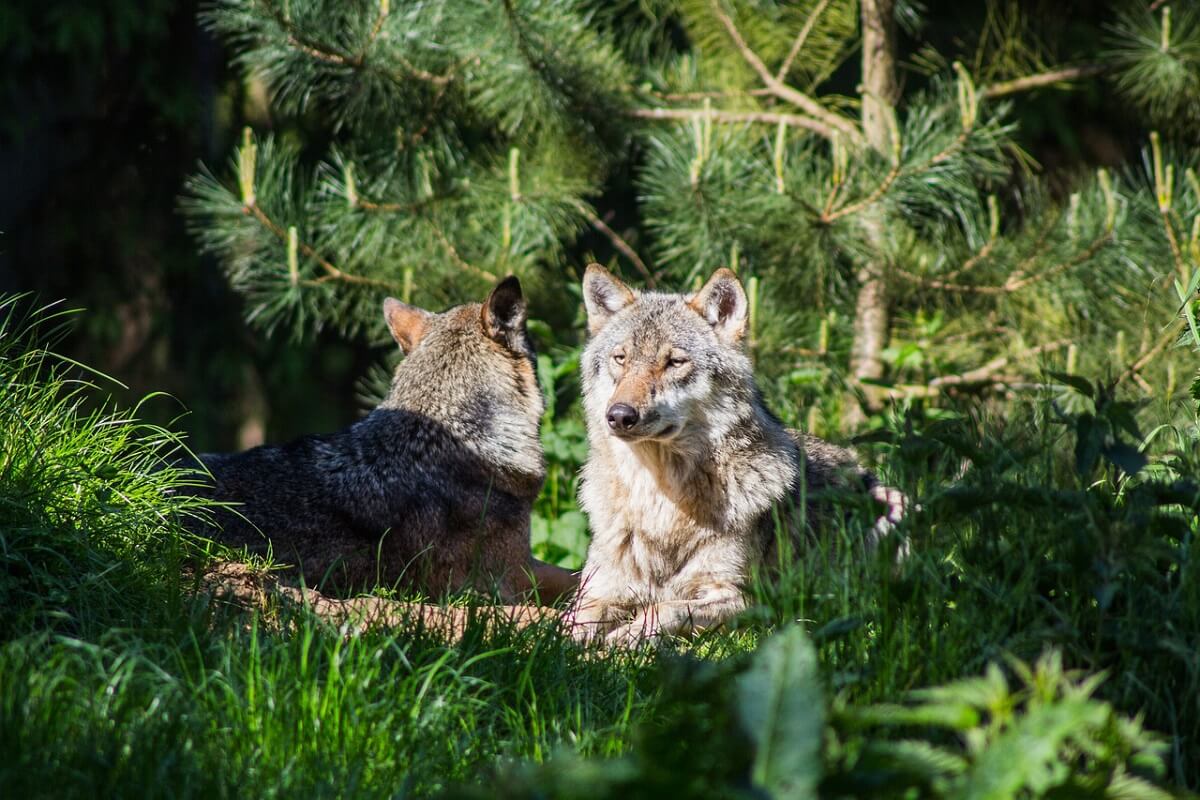 Noorse en Finse wolven van jacht gered