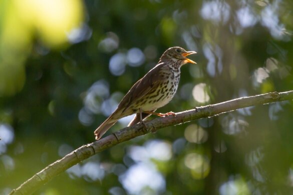 zangvogels zingen lager dan verwacht als ze een partner zoeken