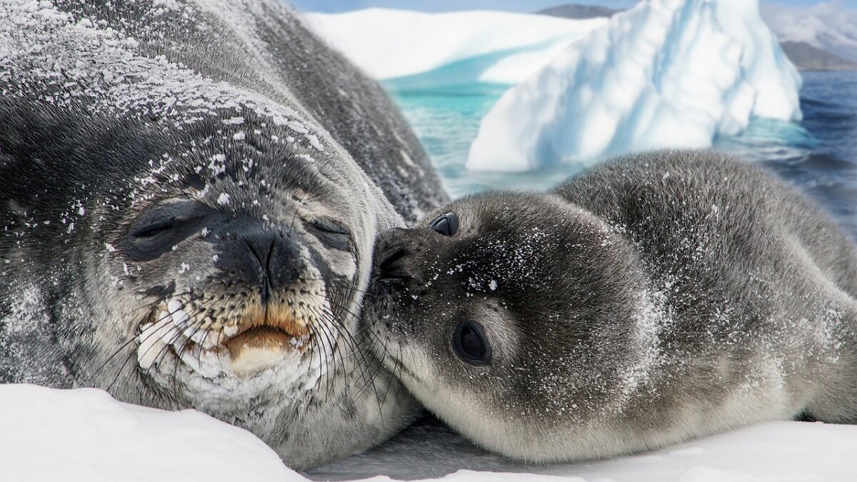 Grootste ijsberg bedreigt duizenden zeehonden en pinguïns