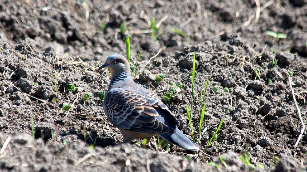 Weidevogelpopulatie VK gehalveerd door intensieve landbouw