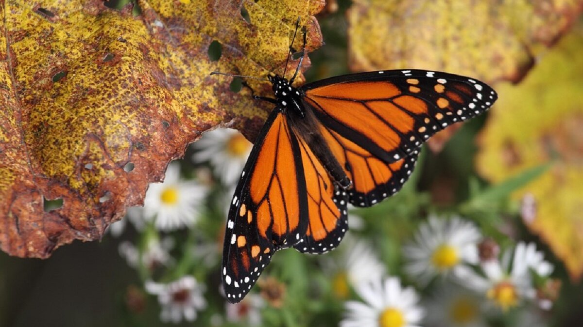 monarchvlinder