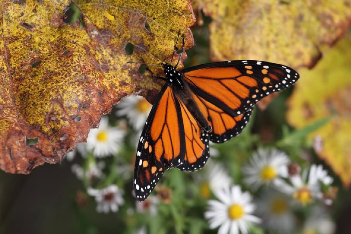 bescherming monarchvlinder geen prioriteit voor VS