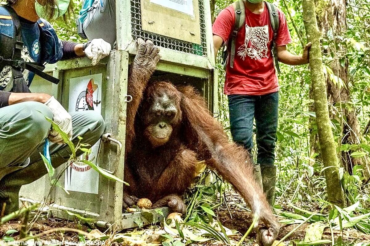 vijf orang-oetans vrijgelaten na leven als huisdier