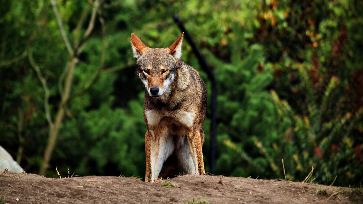 Rode wolven in gevangenschap terug naar natuur tegen uitsterven