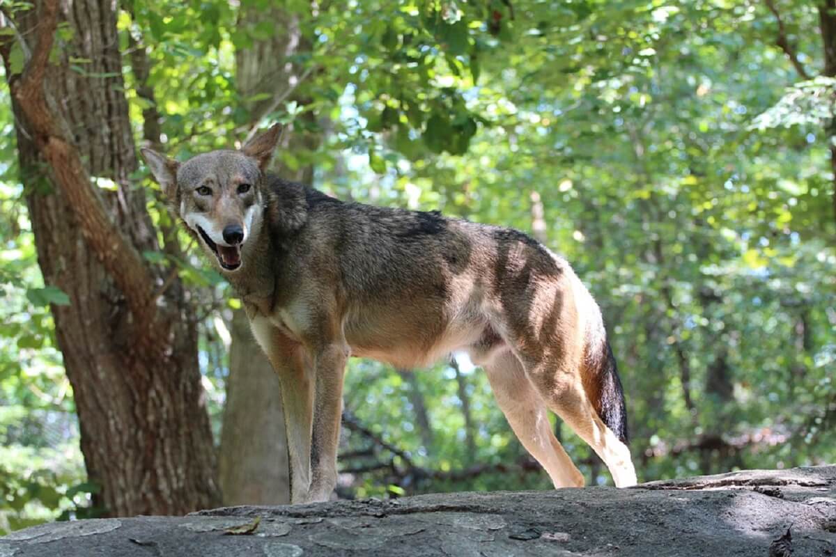 Rode wolven in gevangenschap terug naar natuur tegen uitsterven