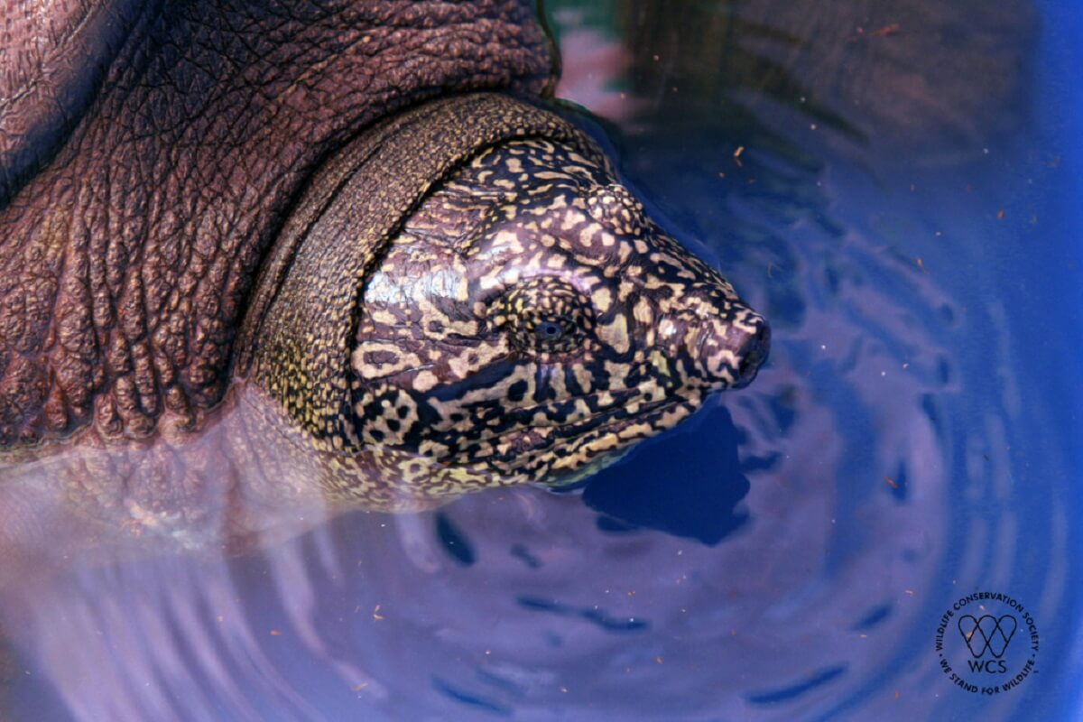 swinhoe schildpad  Yangtze-weekschildpad