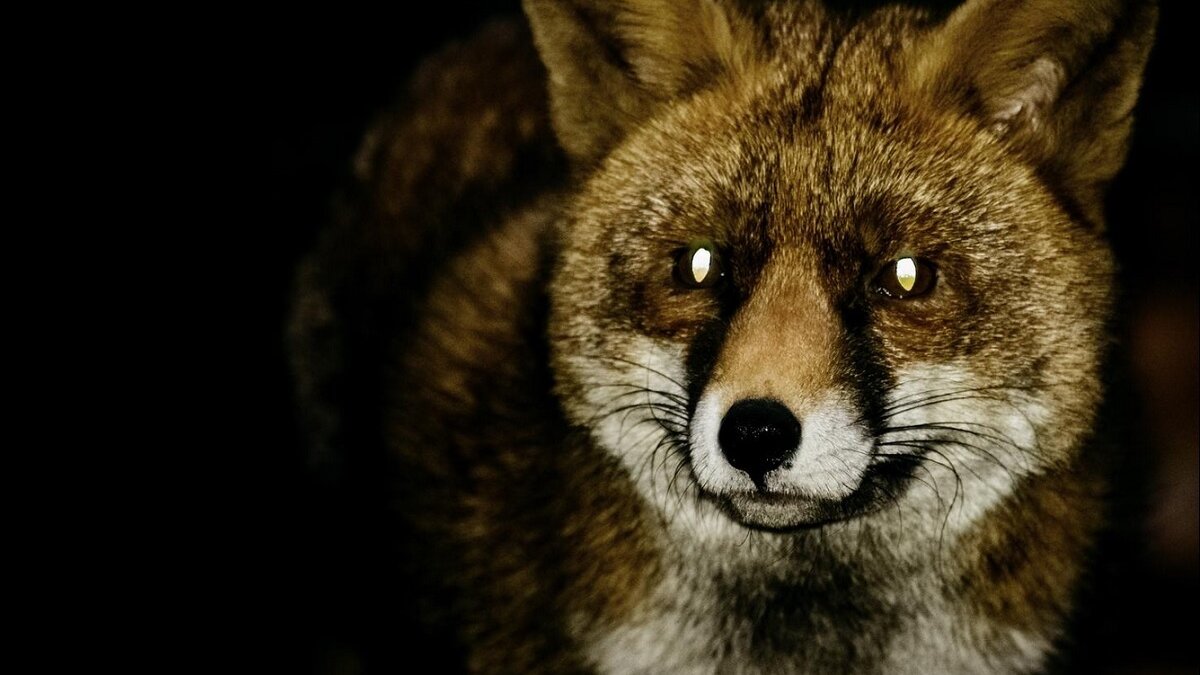 einde nachtelijke jacht in Zuid-Holland op vossen en konijnen