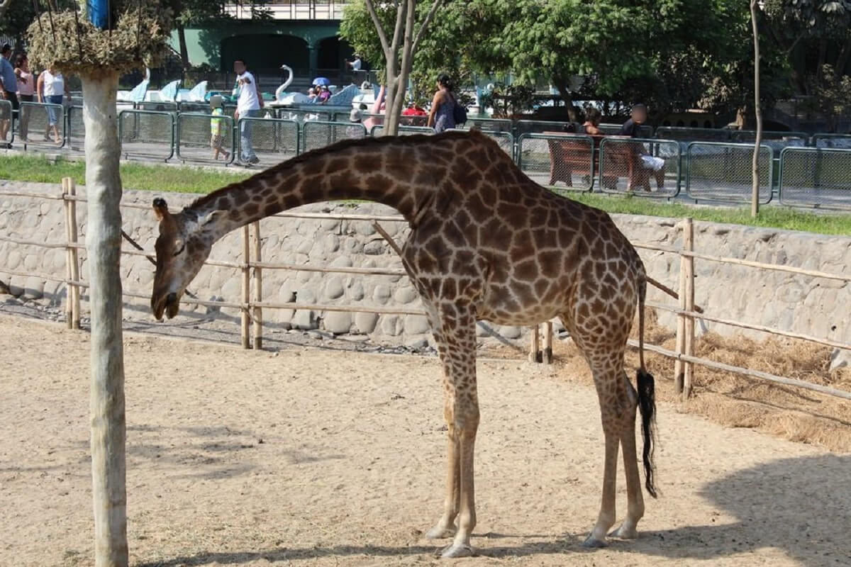 Europese dierentuinen aangespoord niet langer giraffen te houden