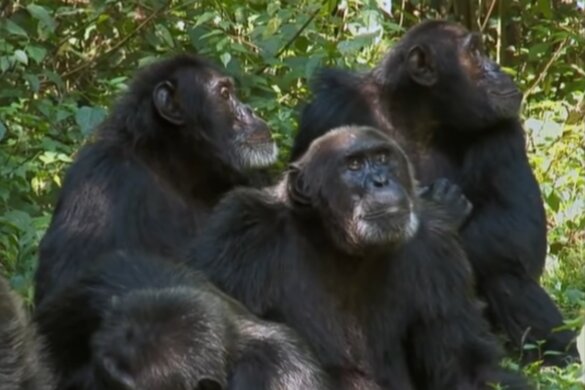 bevriende chimpansees vechten samen om rivalen te bestrijden