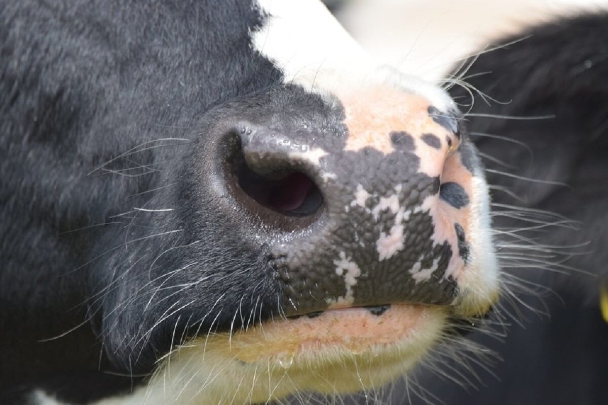 Dode koe met BSE in Zuid-Holland