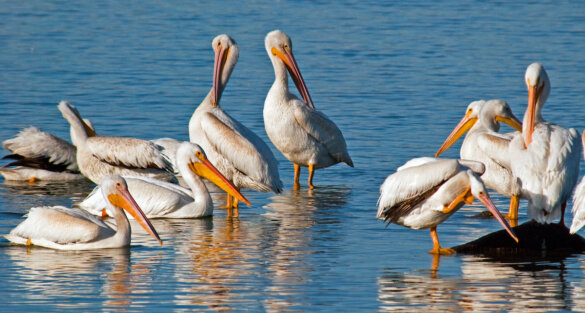 750 pelikanen