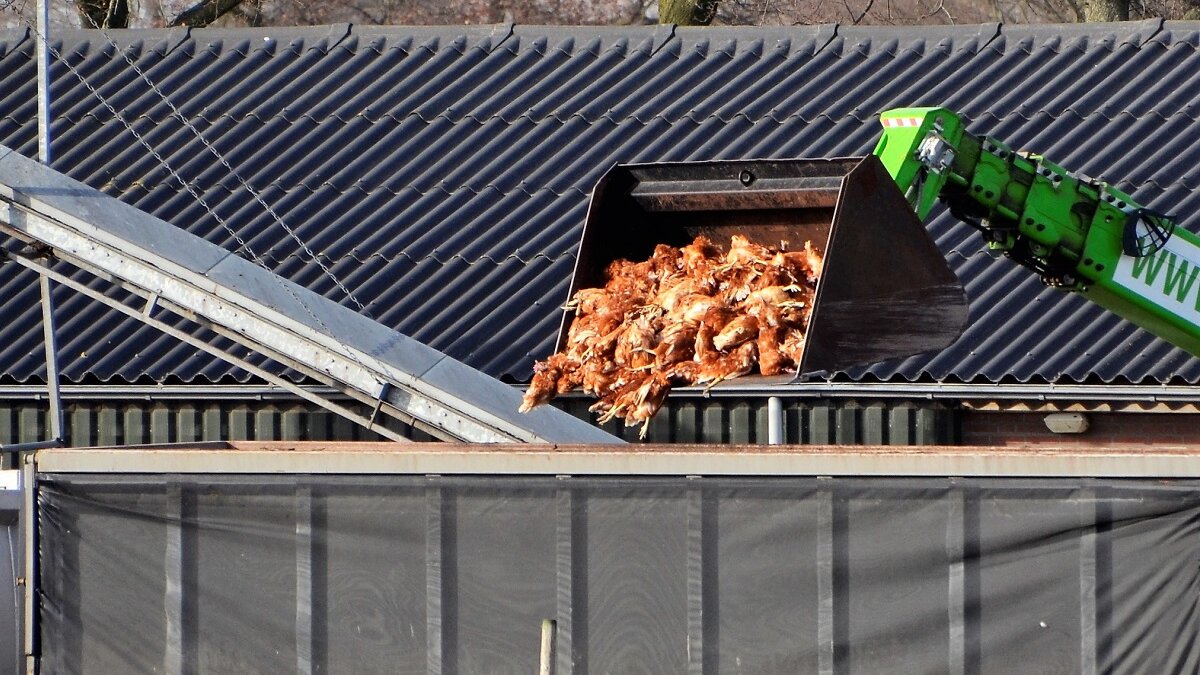 130.000 kippen vergast in Sint-Oedenrode om vogelgriep