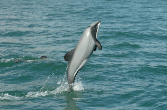 Maui dolfijn