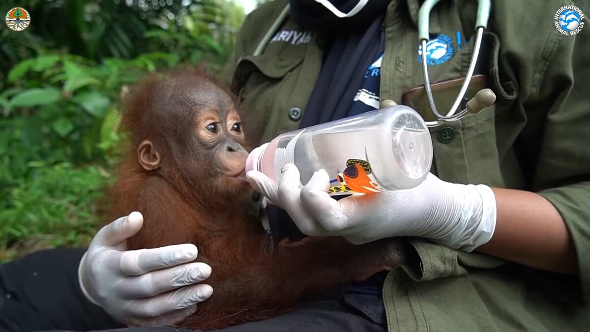 Baby orang-oetan Bomban gered van leven als huisdier