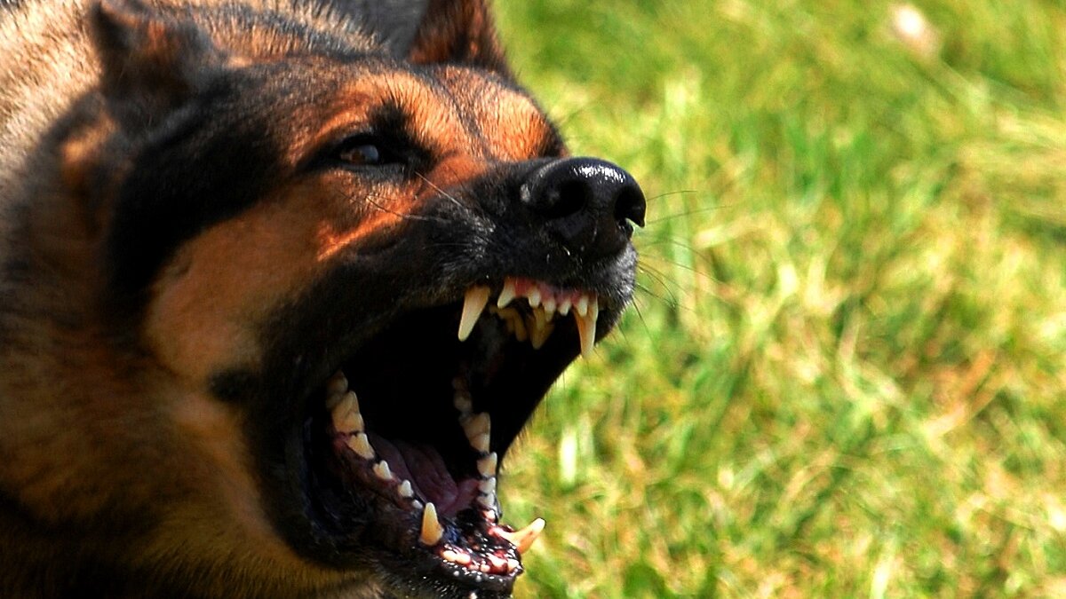 Mishandeling politiehonden in opleiding moet stoppen