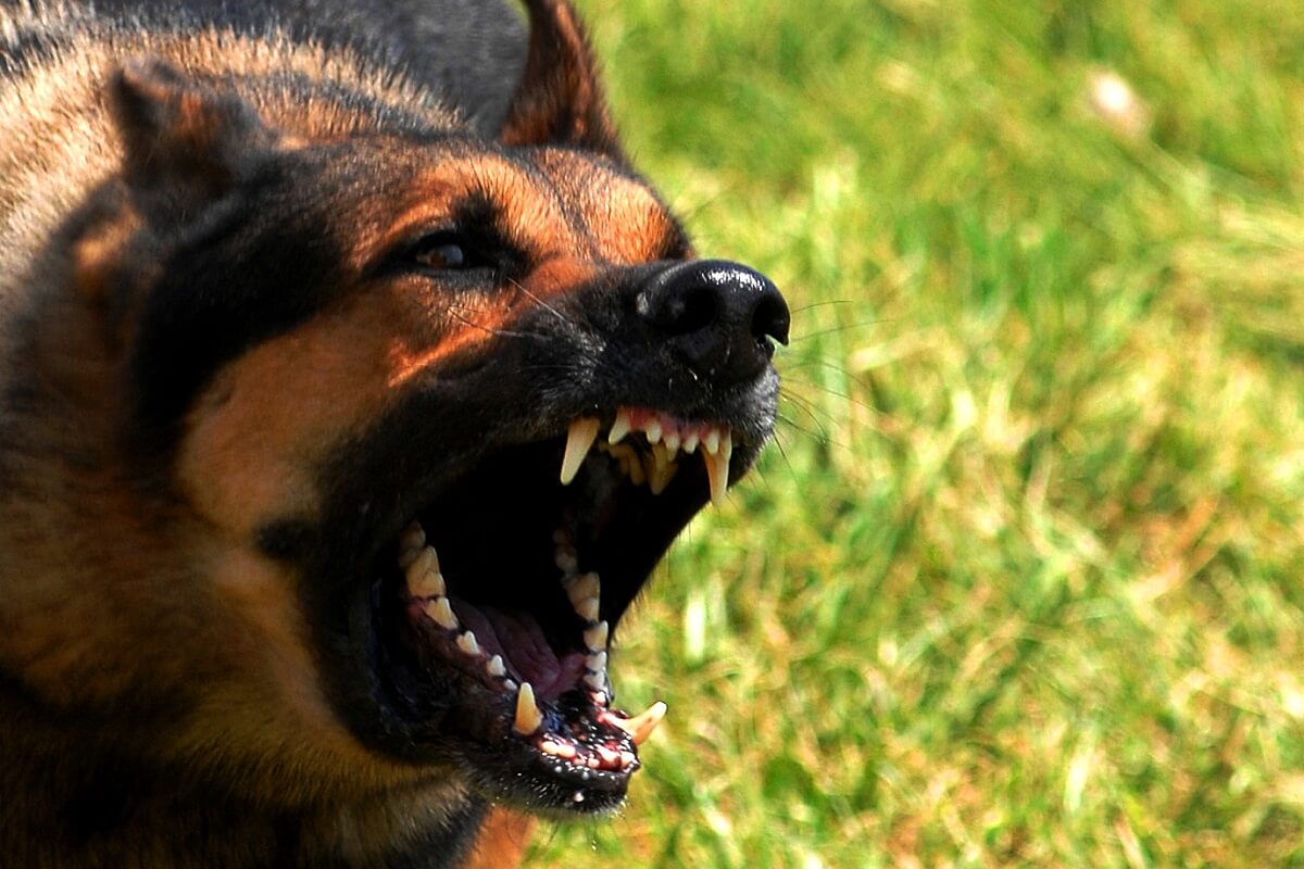 Mishandeling politiehonden in opleiding moet stoppen