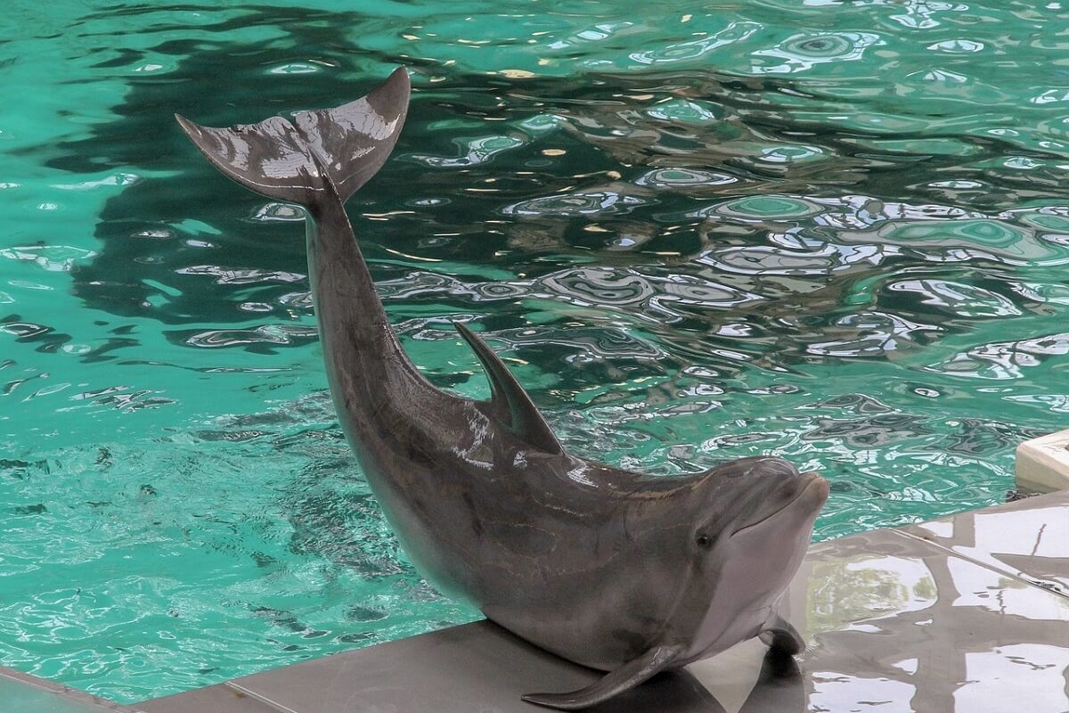 vraagtekens bij gedragsonderzoek dolfijnen in gevangenschap