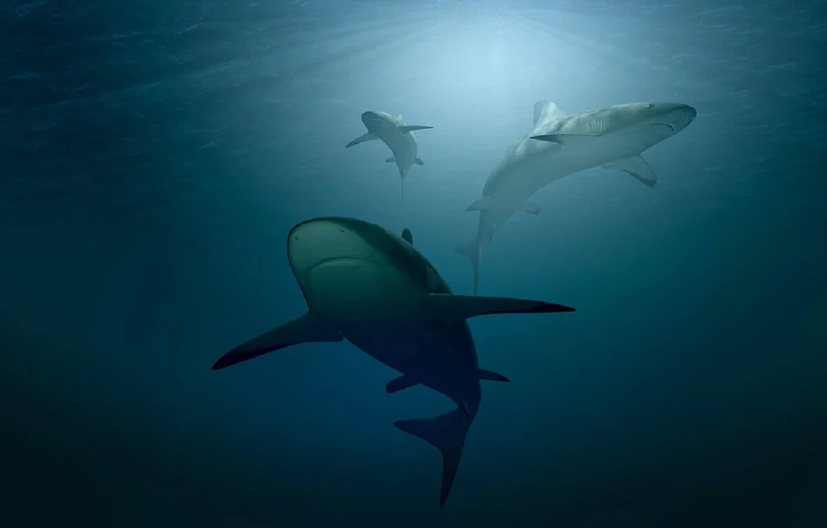 Toevallig Referendum Incident, evenement Haaien spelen cruciale rol bij herstel beschadigde ecosystemen - Animals  Today