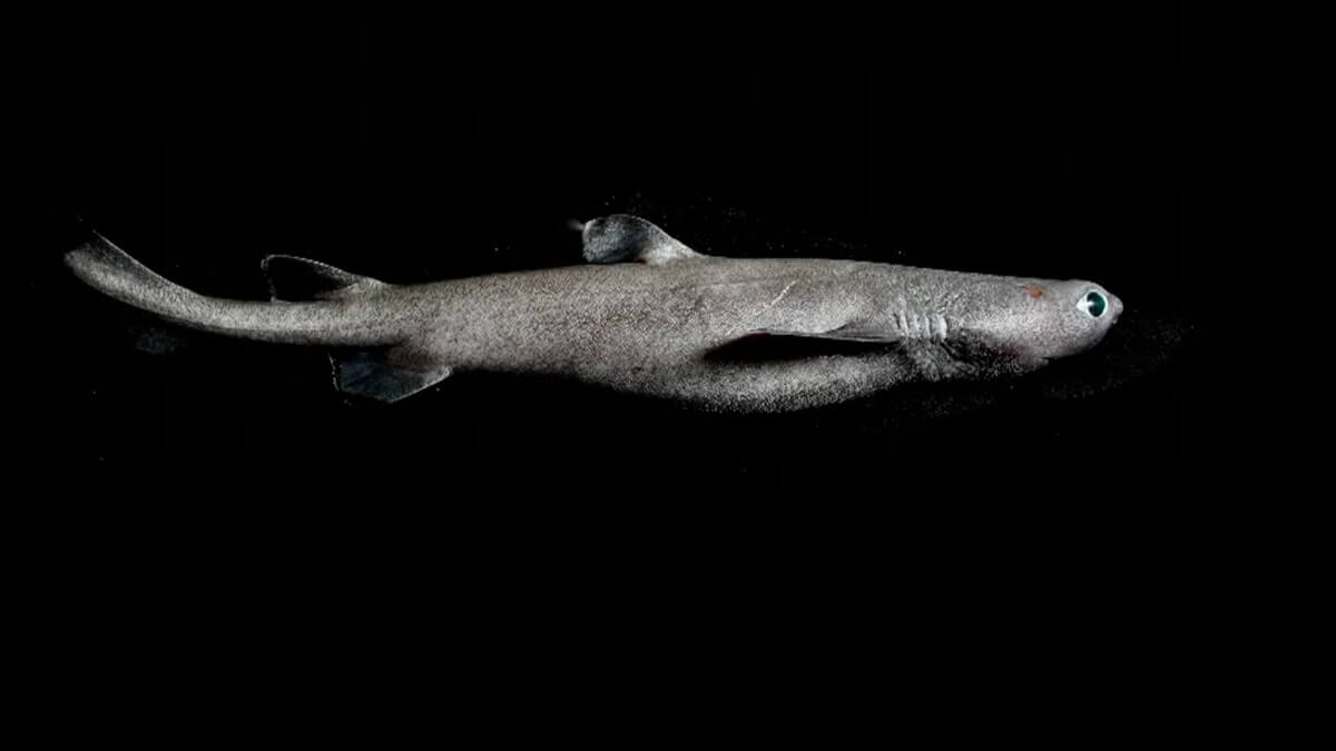 Grootste lichtgevende haai ontdekt