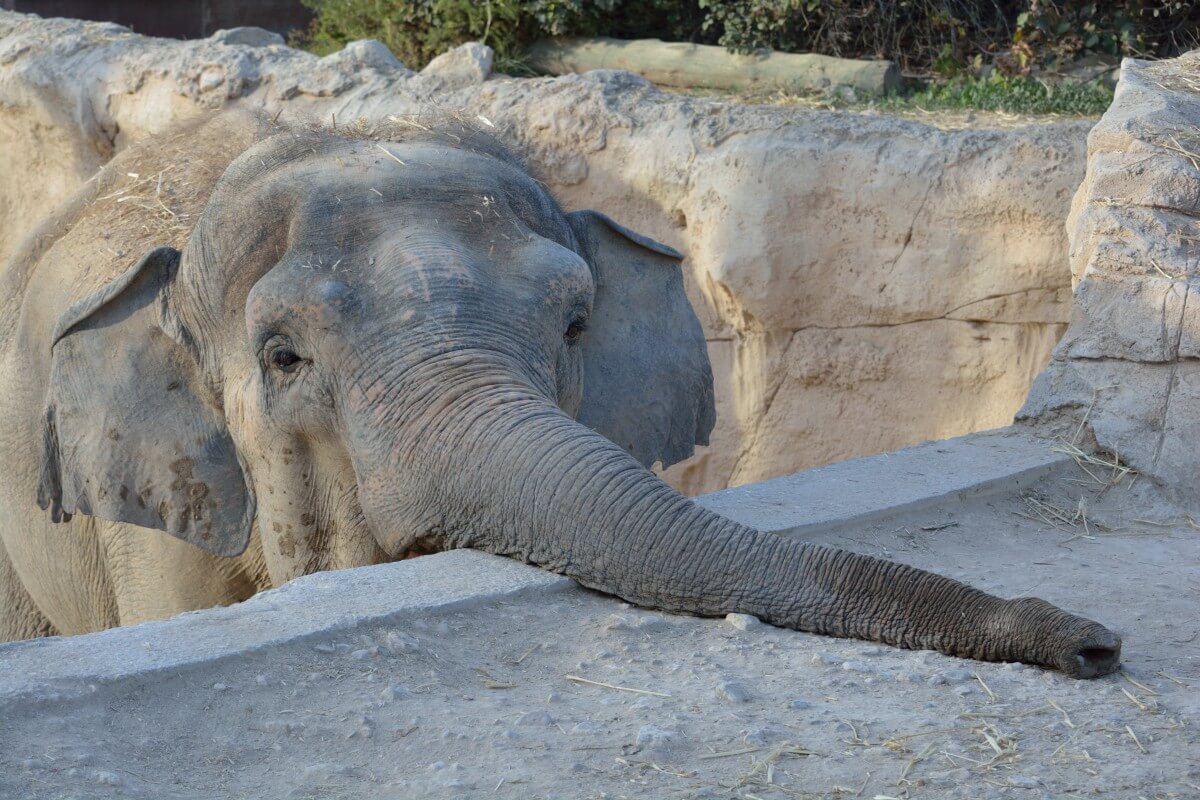 moederolifant doodt verzorger Spaanse dierentuin
