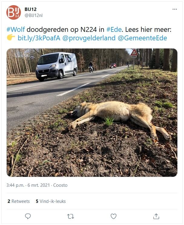Drachtige wolvin doodgereden