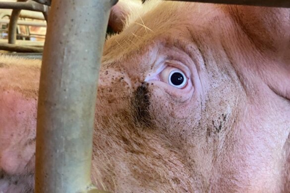 300 varkens mogelijk slachtoffer stalbrand Mantinge