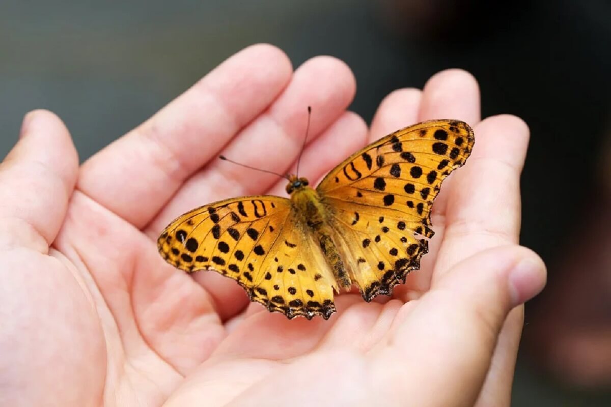 450 vlindersoorten met uitsterven bedreigd in de VS