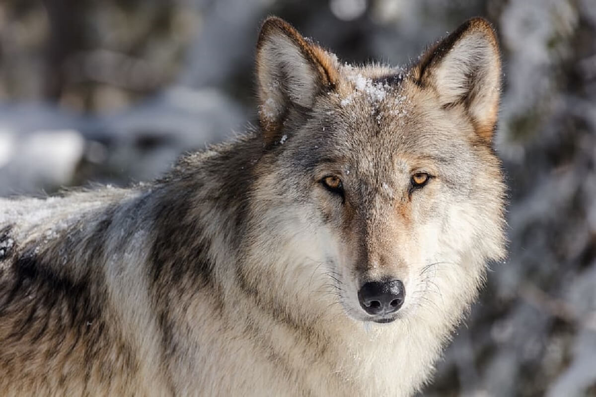 Ruim 200 wolven gedood tijdens jachtseizoen in Wisconsin