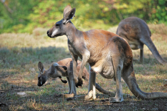 wilde kangoeroes