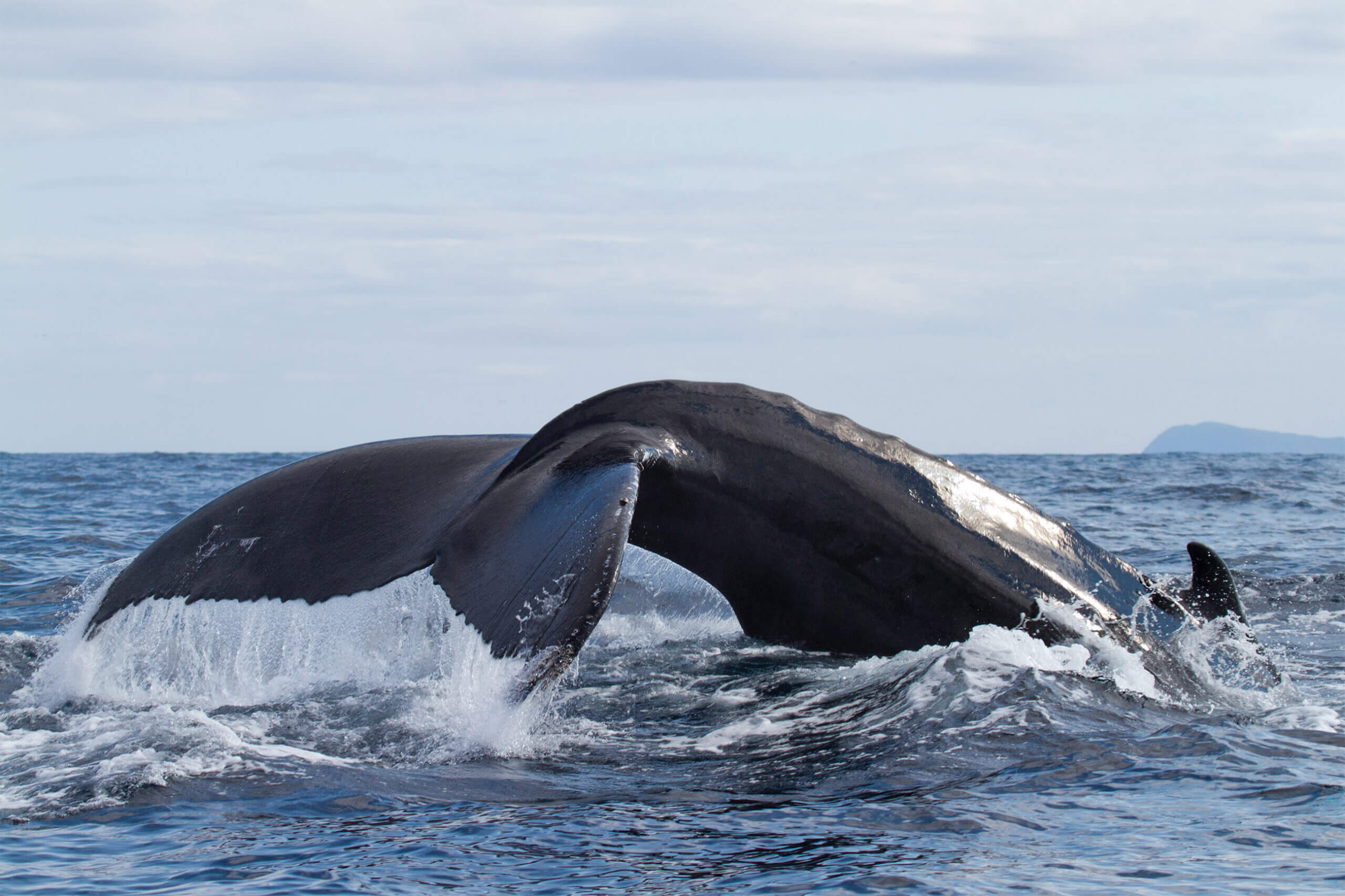 groei walvisjacht