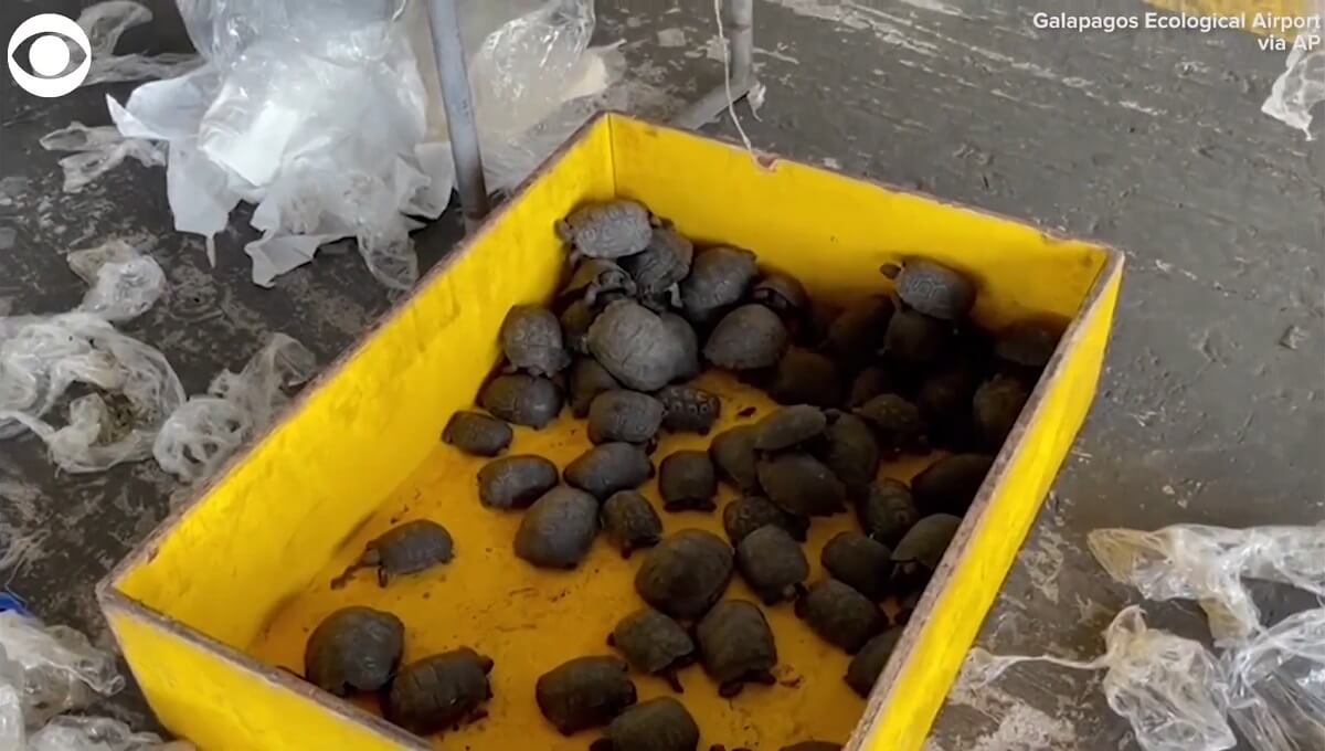 Koffer met 185 schildpadden gevonden op Galapagoseilanden
