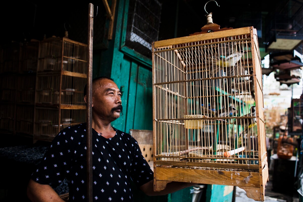 Jacht en ontbossing bedreigen trekvogels in Azië