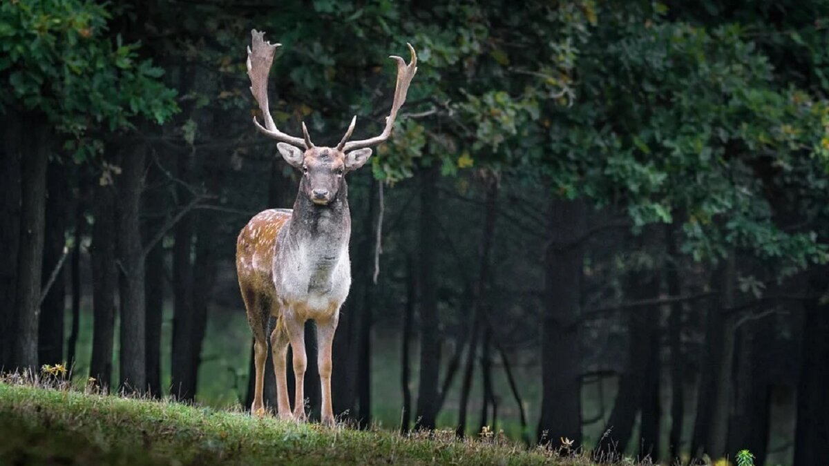 Europese plattenland