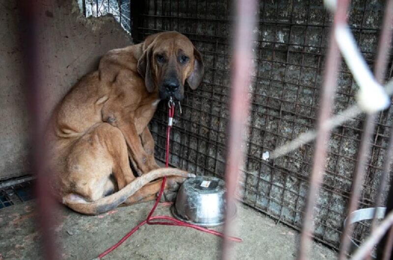 21 honden gered van illegale hondenvleesboerderij Zuid-Korea