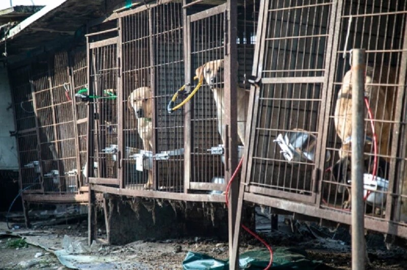 50 honden gered van euthanasie op hondenvleesfokkerij in Zuid-Korea