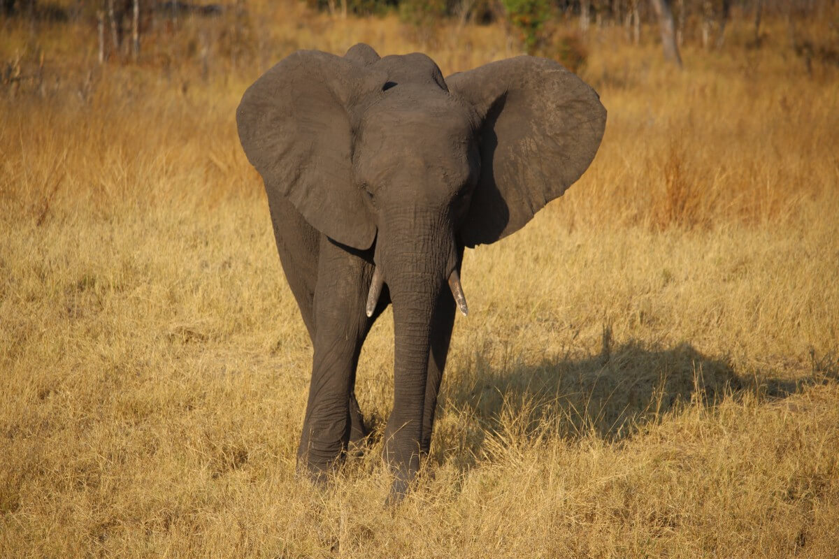 Zimbabwe verkoopt jachtrechten op bedreigde olifanten