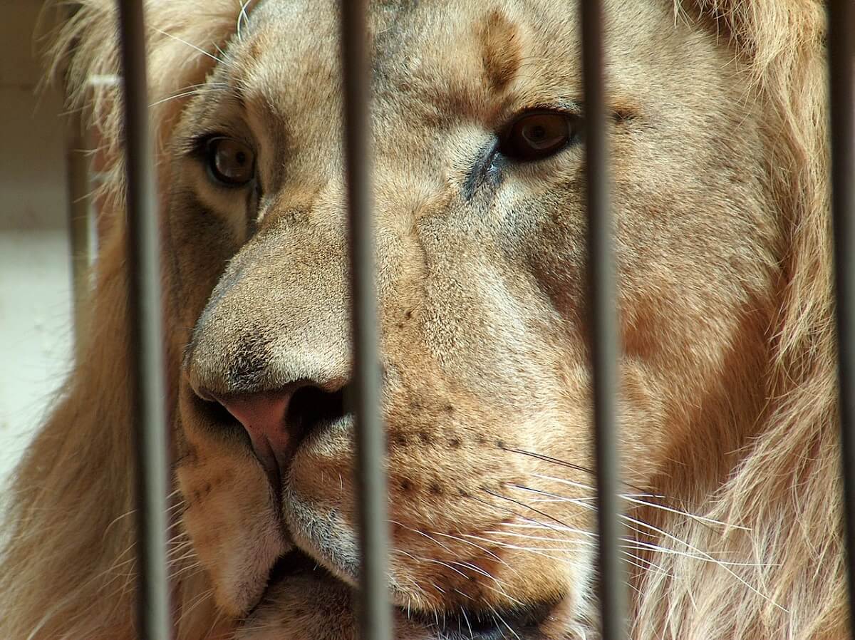 Senatoren VS willen verbod privébezit leeuwen en tijgers