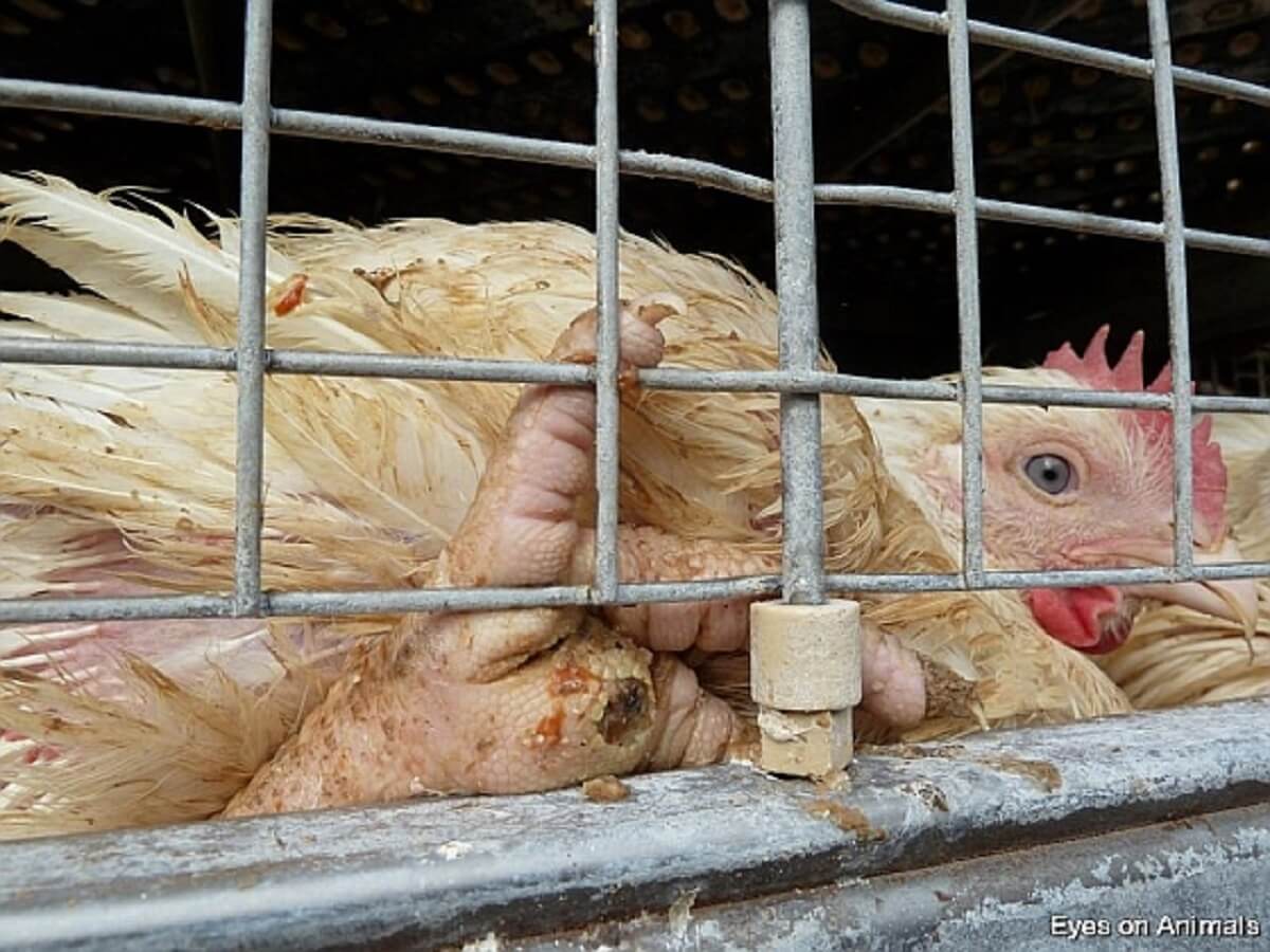 Jaarlijks 575.000 kippen dood tijdens transport naar slachthuis
