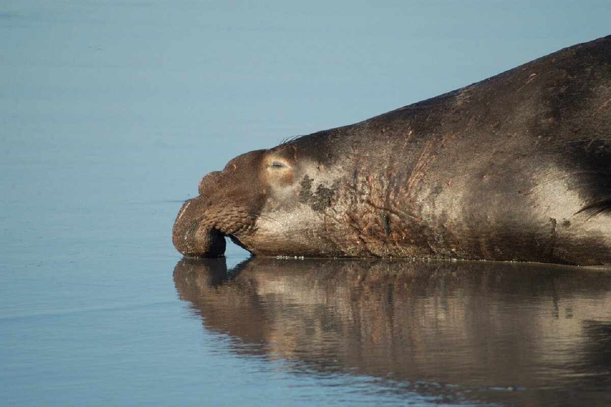 Man veroordeeld voor doodschieten beschermde zeeolifant