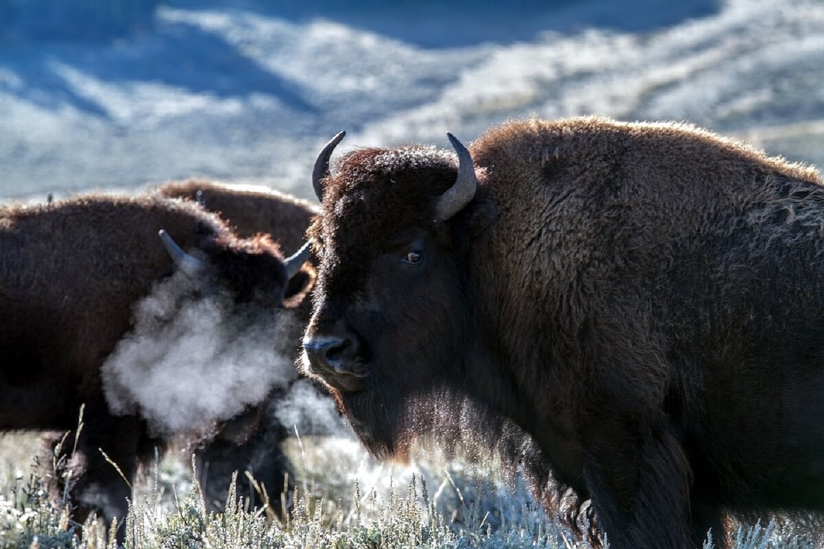 Afschot bizons in Grand Canyon trekt 45.000 vrijwilligers